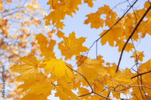 Autumn colored leaves on a background of blue sky