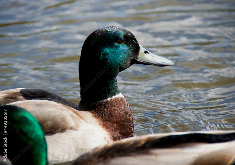 Obraz premium A Duck Mesmerized