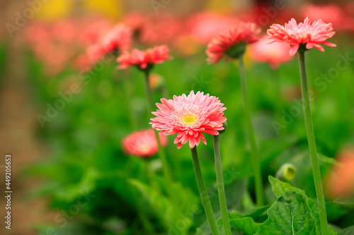 African chrysanthemum