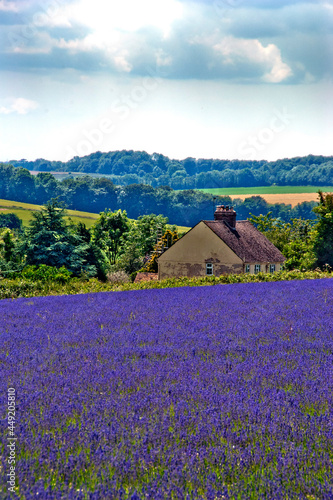 Fototapeta Naklejka Na Ścianę i Meble -  Lavender Field Summer Flowers Cotswolds Gloucestershire England