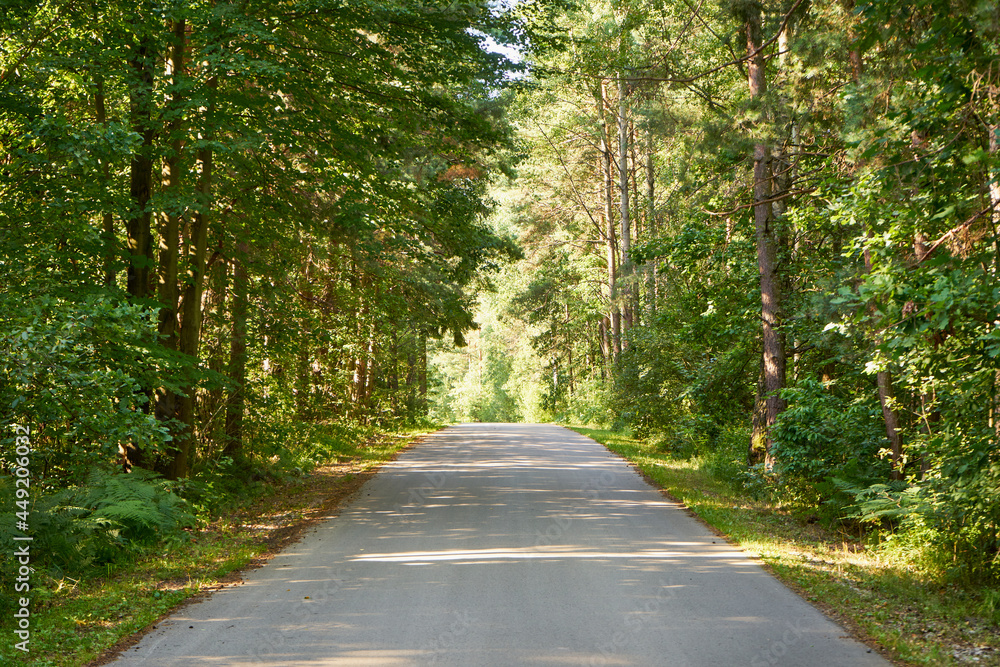 Fototapeta premium summer forest road,path,forest path