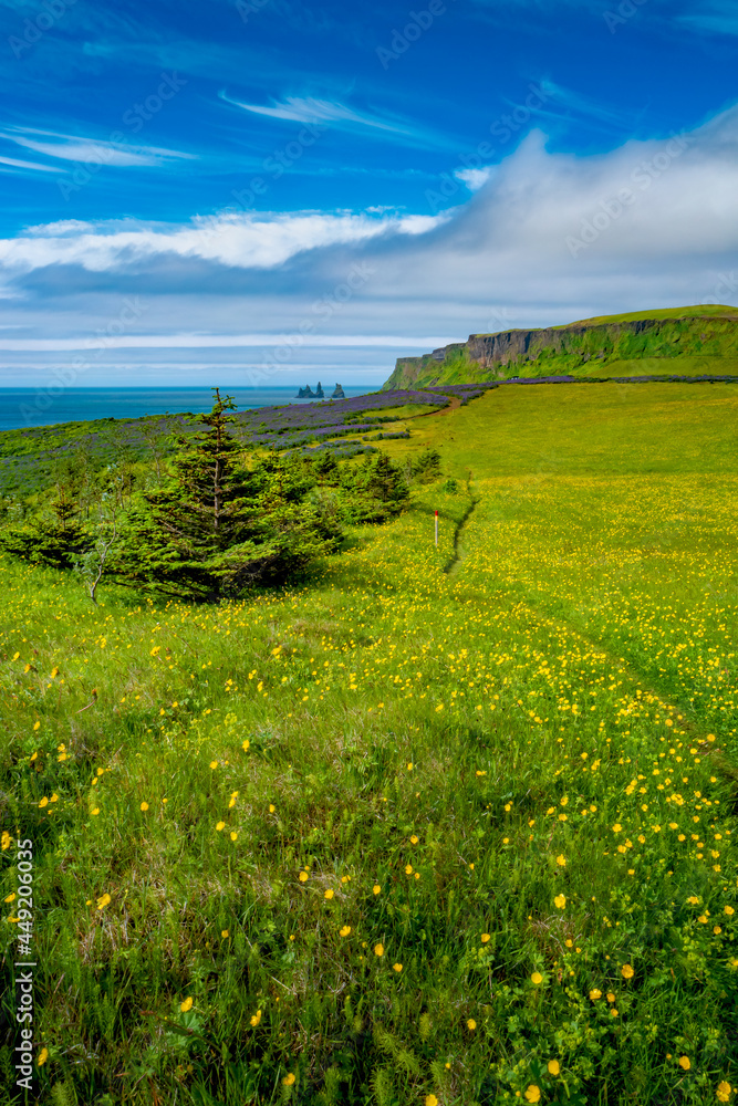 View over hiking trail through yellow meadow flowers field near Vik town, with Reynisdrangar rock pillars, South Iceland at summer sunny day and blue sky