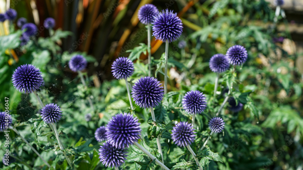 Obraz premium Veitch's Blue Globe Thistle or Echinops ritro 'Veitch's Blue'