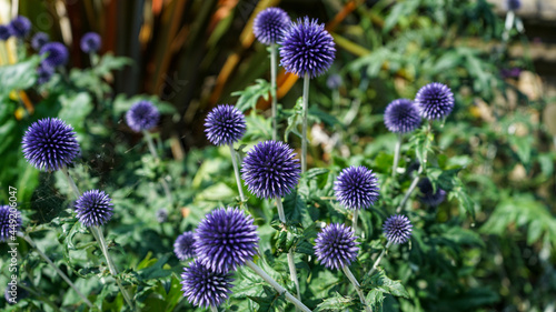 Veitch's Blue Globe Thistle or Echinops ritro 'Veitch's Blue'