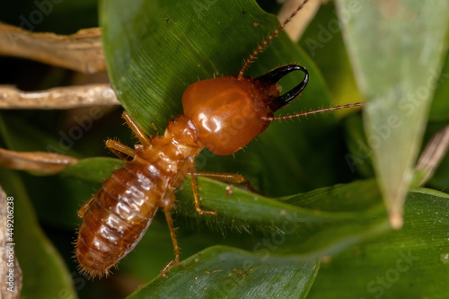 Adult Jawsnouted Termite photo