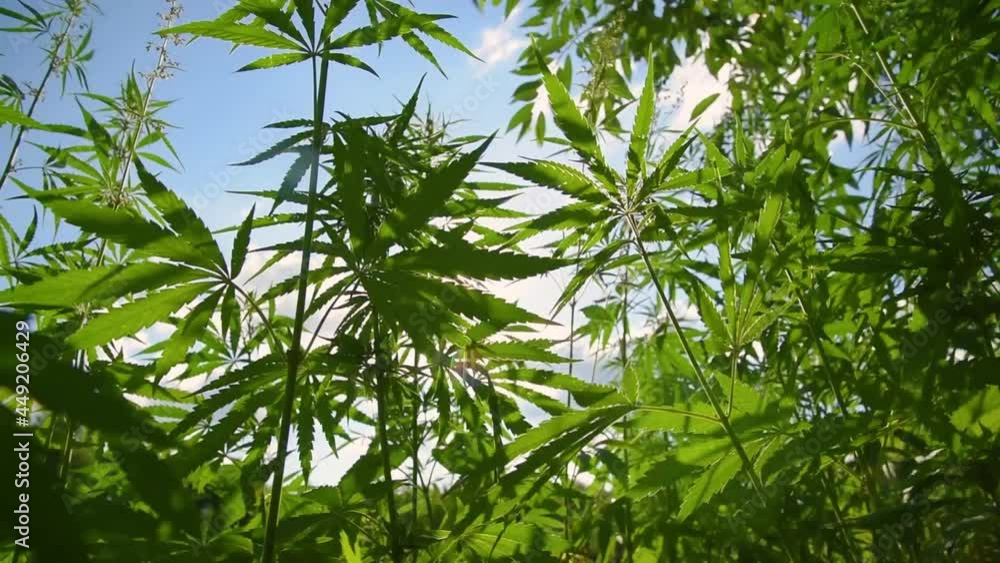 Cannabis grows at sunset in summer in the village Cannabis grows at sunset in summer in the village