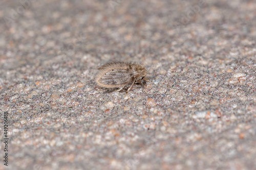 Adult Moth Fly photo