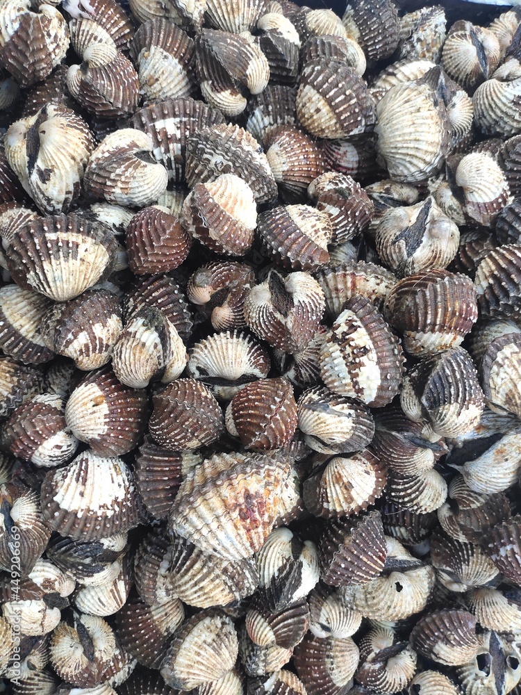 selective focus on blood clams (Anadara granosa) in the market selective focus on blood clams (Anadara granosa) in the market