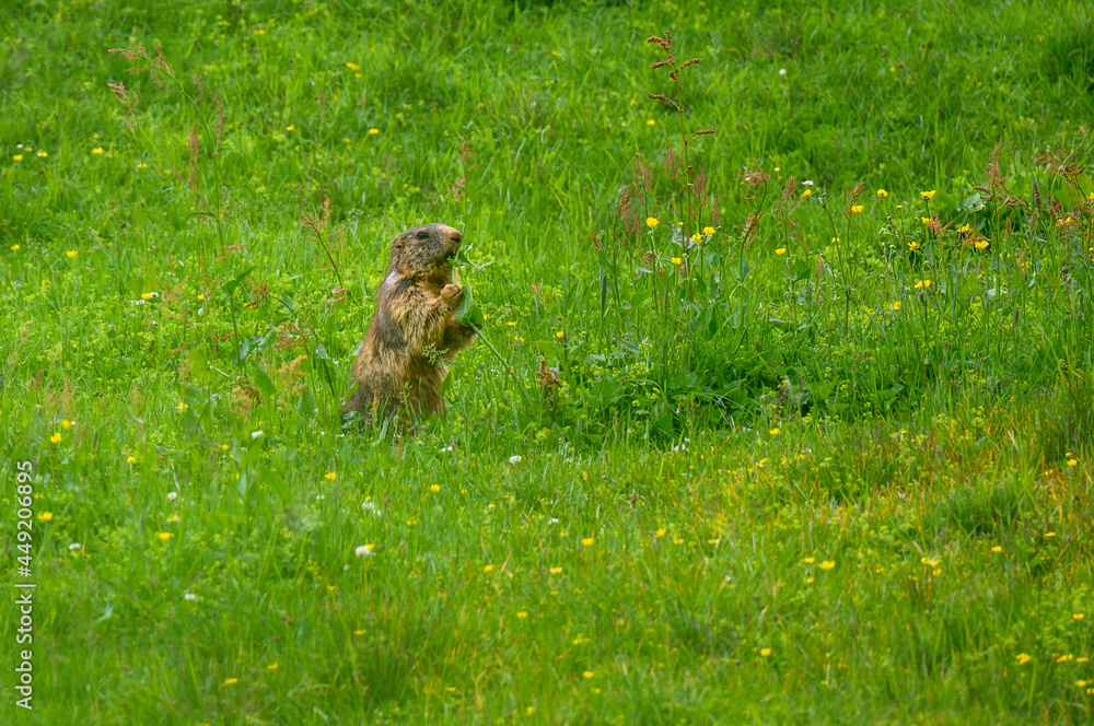 Alpine marmot (Marmota marmota) in a lush green alpine summer meadow in the Bernese Alps Alpine marmot (Marmota marmota) in a lush green alpine summer meadow in the Bernese Alps