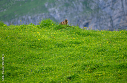 Alpine marmot (Marmota marmota) on a ridge in a lush green alpine summer meadow in the Bernese Alps