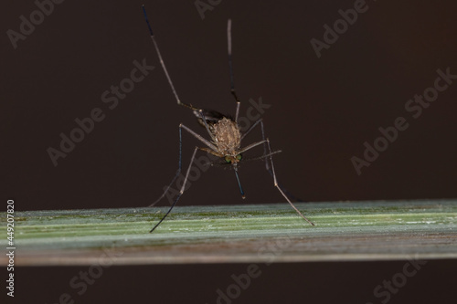 Adult Culicine Mosquito photo