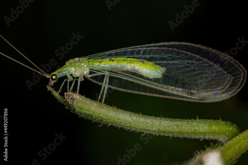 Adult Typical Green Lacewing photo