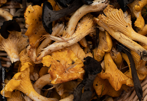 Wild edible mushrooms - both golden chanterelle (cantharellus cibarius) and black chanterelle (craterellus cornucopioides). Close up of the mushrooms in the basket. Photo taken in Sweden.