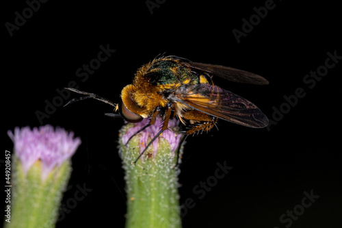Adult Bee Fly photo