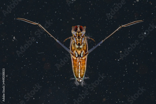 Typical Backswimmer Insect photo