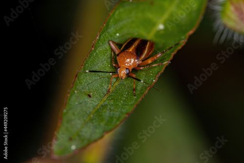 adult Plant bug photo