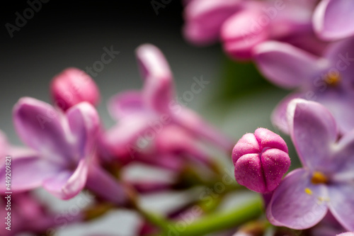 Extreme close up image of lilac blossom