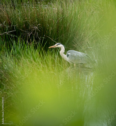 Tableau sur toile Heron through the trees