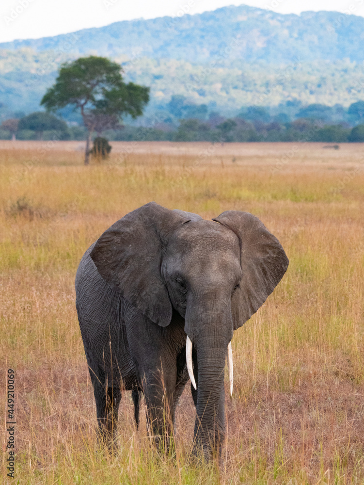 Fototapeta premium Lone Elephant, Tanzania