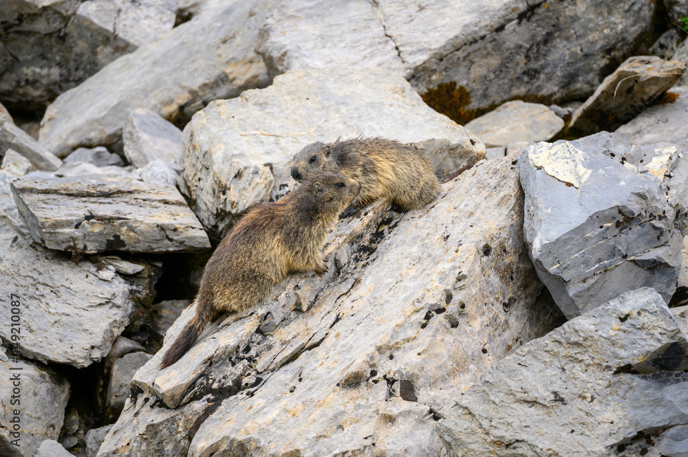 two Alpine marmots (Marmota marmota) looking out of its den in the Bernese Alps two Alpine marmots (Marmota marmota) looking out of its den in the Bernese Alps