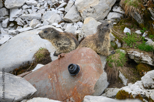 Alpine marmot (Marmota marmota) on rocks in the Bernese Alps photo