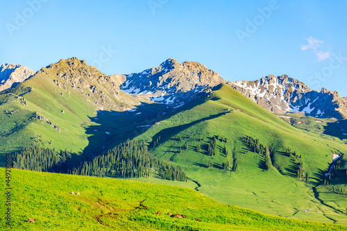 Fototapeta Naklejka Na Ścianę i Meble -  Nalati grassland with beautiful mountain natural landscape in Xinjiang,China.