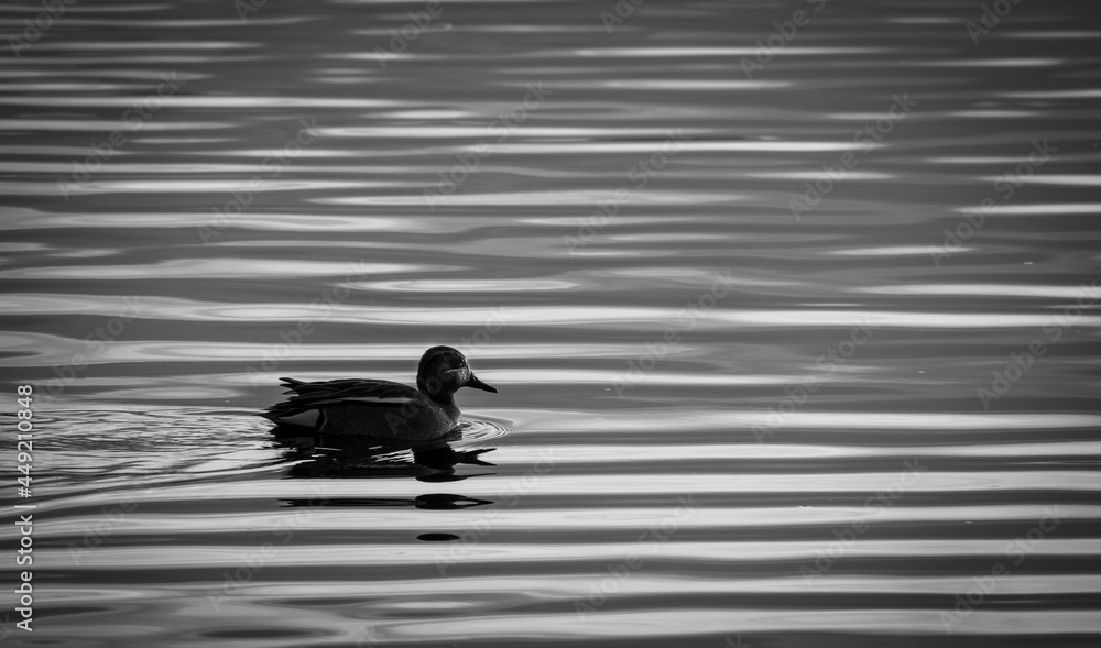 custom made wallpaper toronto digitalDuck on the pond