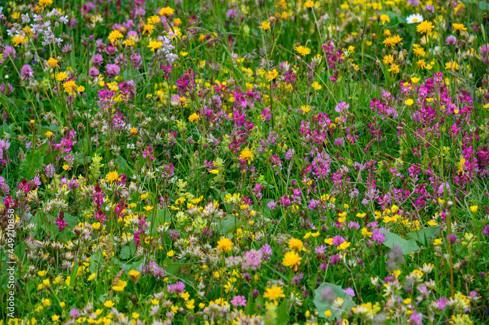 biodiverse wildflower meadow in the Bernese Alps biodiverse wildflower meadow in the Bernese Alps