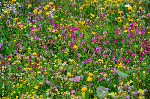 Fototapeta Naklejka Na Ścianę i Meble -  biodiverse wildflower meadow in the Bernese Alps