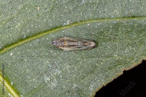 Small Typical Leafhopper photo