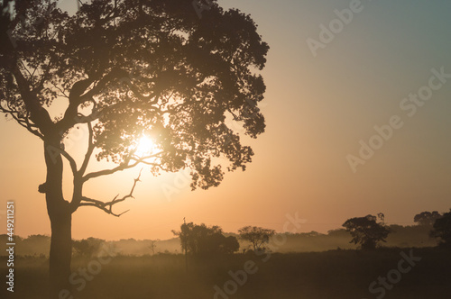 Suntet in the Pantanal region, Brazil. The silhouette of a big tree in the foregroud. The sun and a beautiful orange sky in the background.