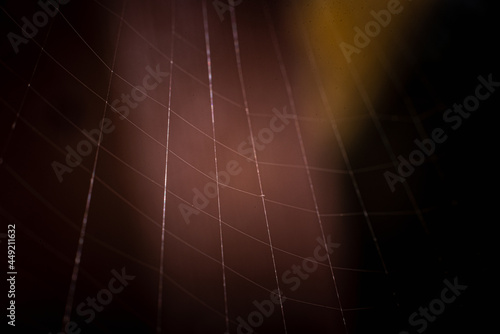 spider web in the morning