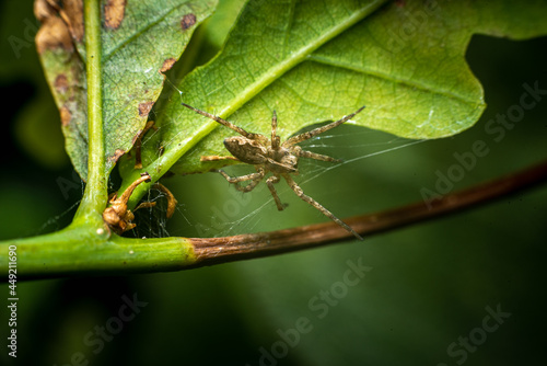 spider on a leaf