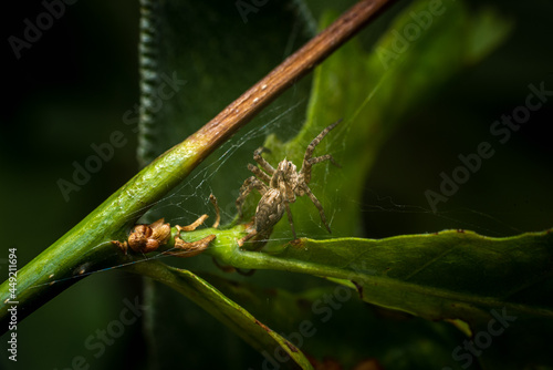 spider on a leaf
