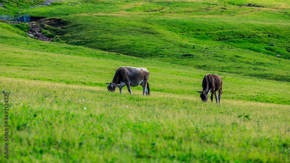Cows eating grass on the Nalati grassland in Xinjiang,China. Cows eating grass on the Nalati grassland in Xinjiang,China.
