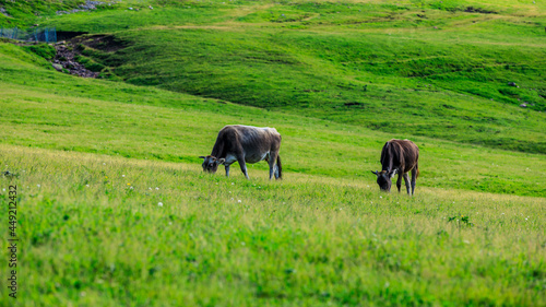 Cows eating grass on the Nalati grassland in Xinjiang,China.