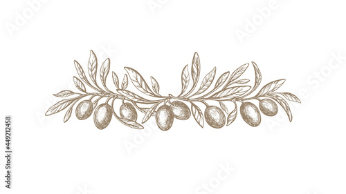 Olive branch, rustic border. Vector texture fruit