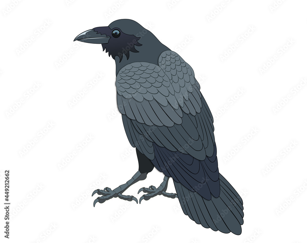 Fototapeta premium crow illustration vector isolated