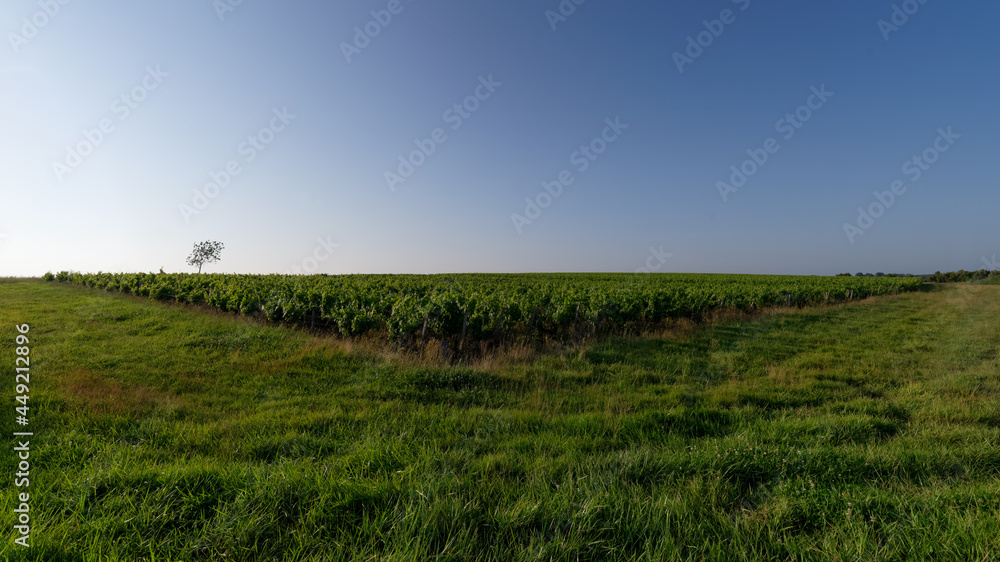Medoc vineyards in the Gironde country