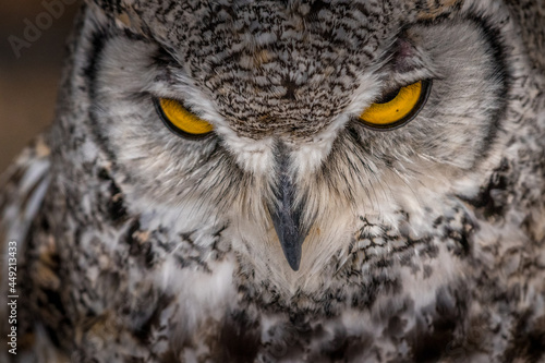 Under the watchful gaze of the Great Horned Owl Birds of Prey Centre Coleman Alberta Canada © David