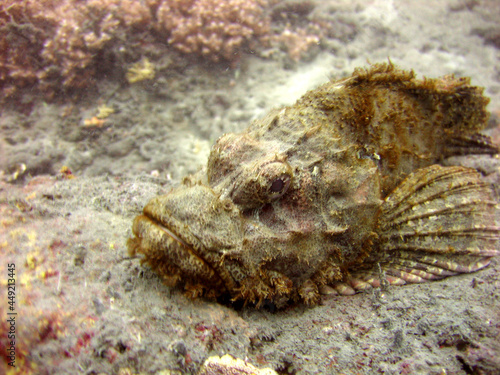 Closeup shot of a stonefish underwater photo