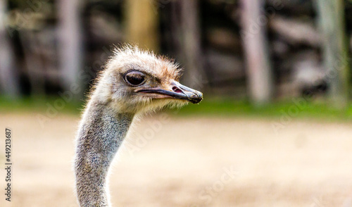 Ostrich keeps a waery eye out.. Auckland Zoo, Auckland, New Zealand photo