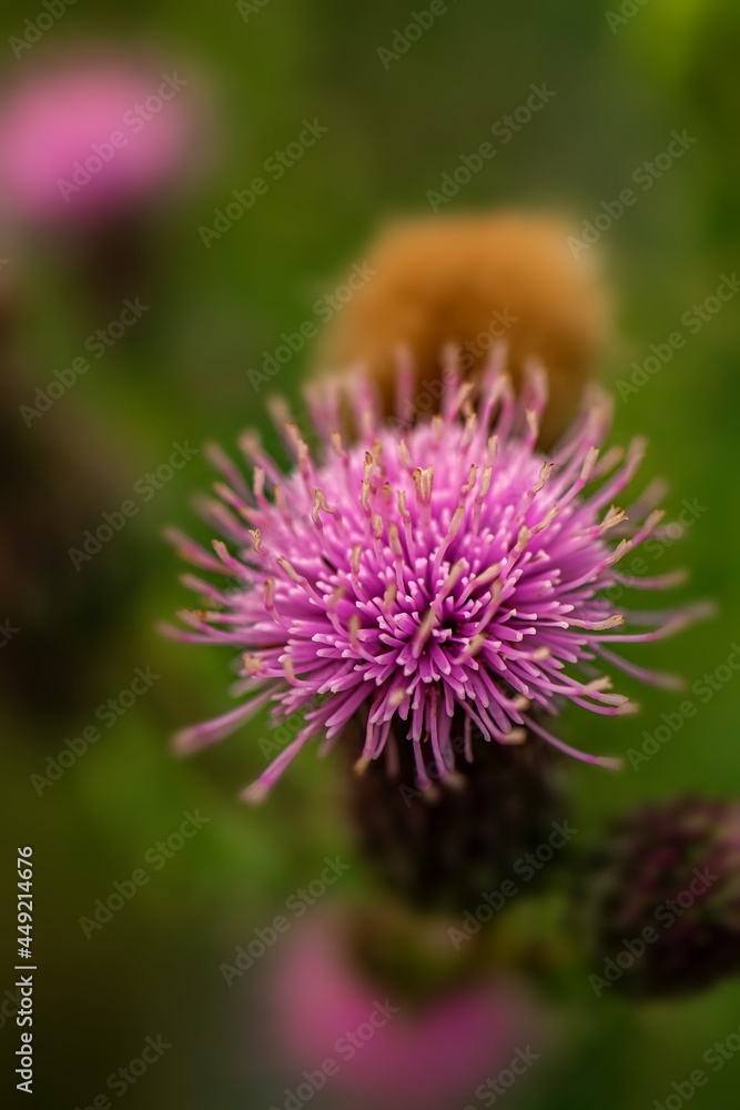 Close Up Of A Pink Thistle Flower Close Up Of A Pink Thistle Flower