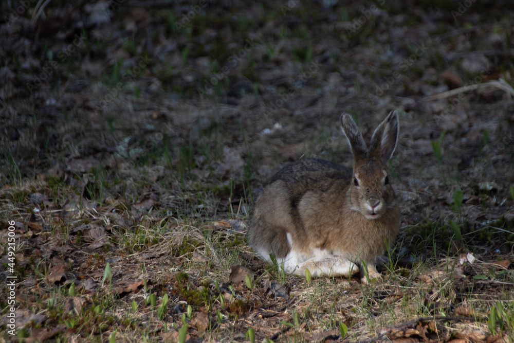 Obraz premium rabbit in the woods