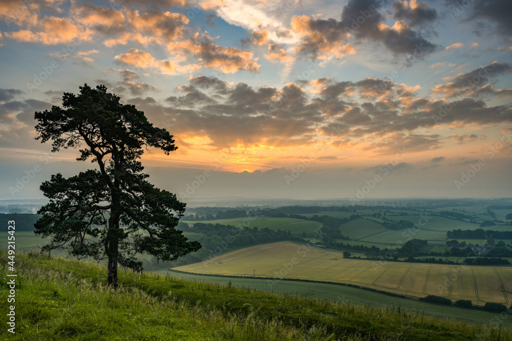 Lone Tree at sujnrise, Martinsell Hill, Wiltshire 3