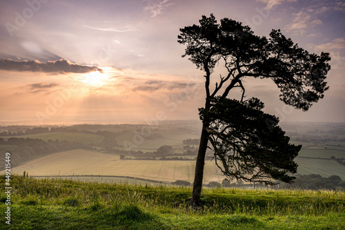 Lone Tree at sujnrise, Martinsell Hill, Wiltshire.JPG