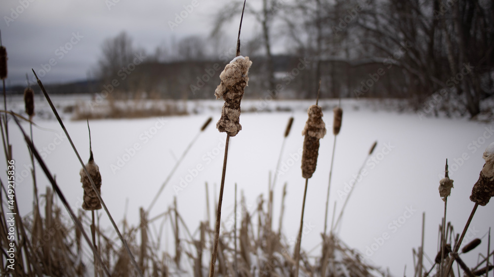 Obraz premium reeds at the lake