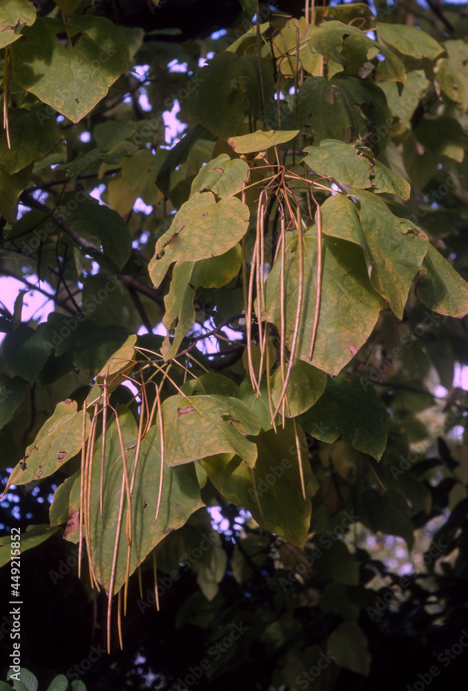 Catalpa, Catalpa bignonioides StockFoto Adobe Stock