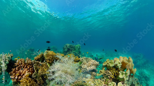 Tropical fishes and coral reef underwater. Hard and soft corals, underwater landscape. Travel vacation concept. Philippines. © Alex Traveler