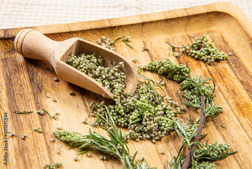 Artemisia vulgaris the common mugwort plant parts on wood spoon on natural color wood tray, indoors studio shot. Herbal medicine concept. photo